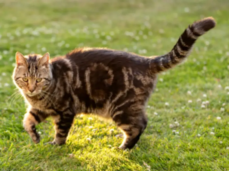 20p Orange Peel Trick Keeps Cats Out of Your Garden