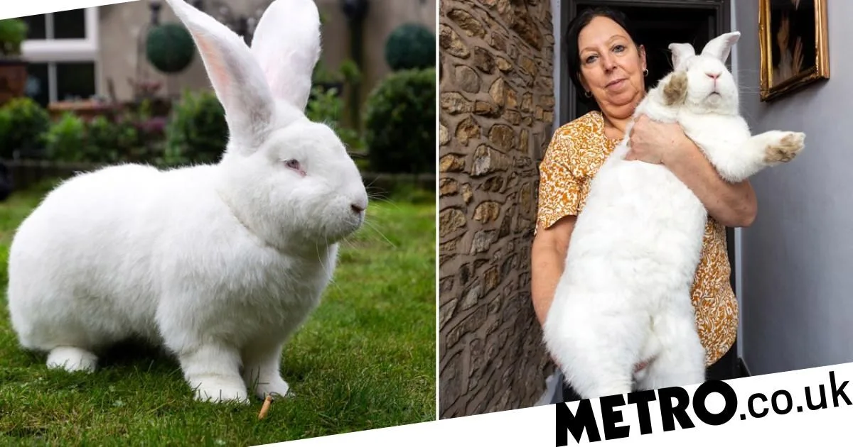 Giant 20lb Rabbit Has Own Bedroom in Lincolnshire