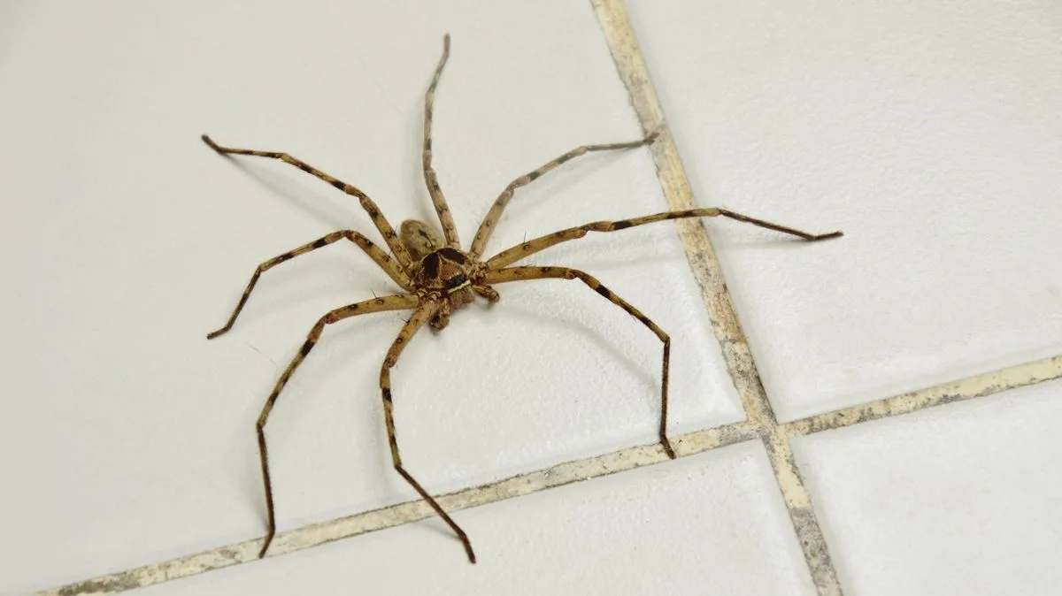 21p Garlic Hack: Natural Spider Deterrent Method Revealed