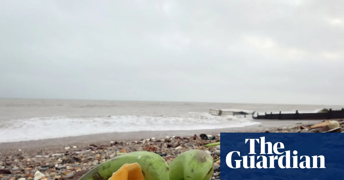 Bananas Wash Up on West Sussex Beaches After Shipping Incident