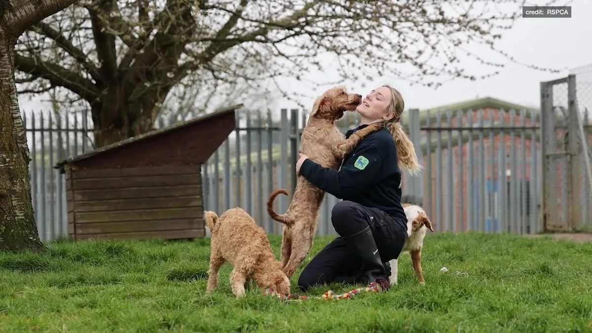 250 Poodles Rescued From Nottingham House of Horrors Find Loving New Homes