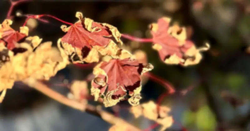 3 Essential Tasks to Protect Japanese Maples from Summer Scorch
