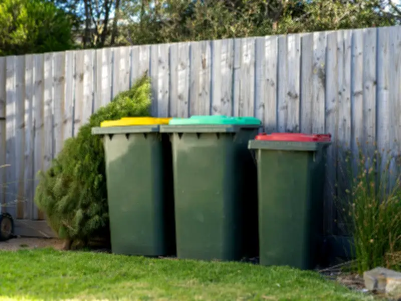 3 Garden Plants Never to Throw in Your Bin: Invasive Species Alert