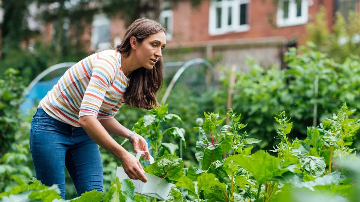 Three-Ingredient Homemade Fertiliser Recipe for Lush Plants