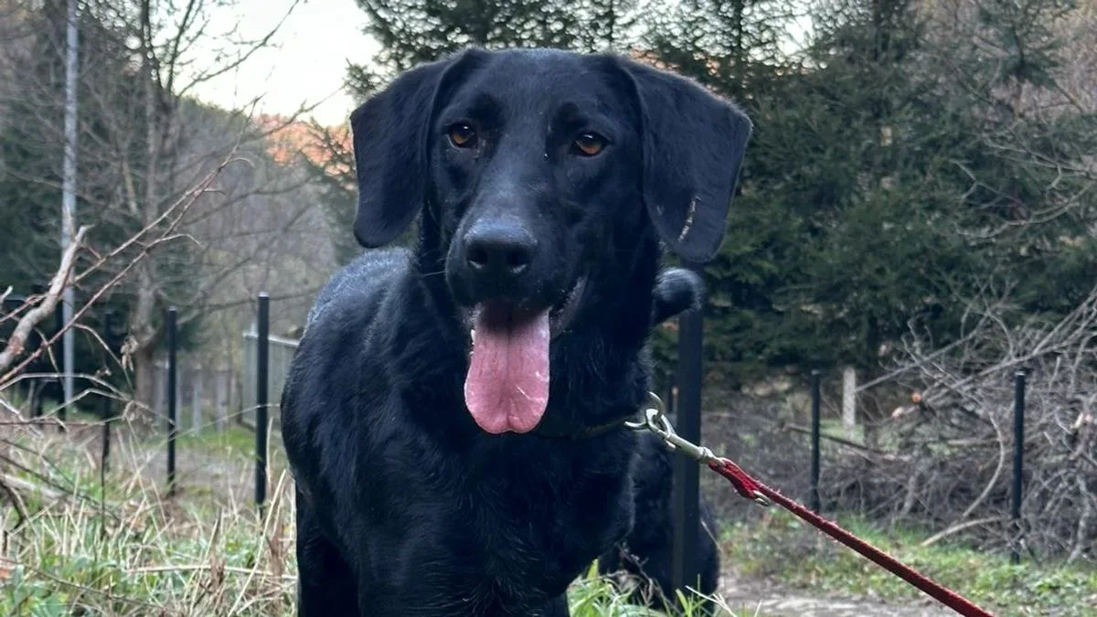 Three-Legged Dog Overlooked by Adopters Due to Appearance