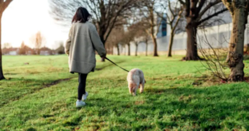 3-minute dog trainer tip transforms walks into calm experiences