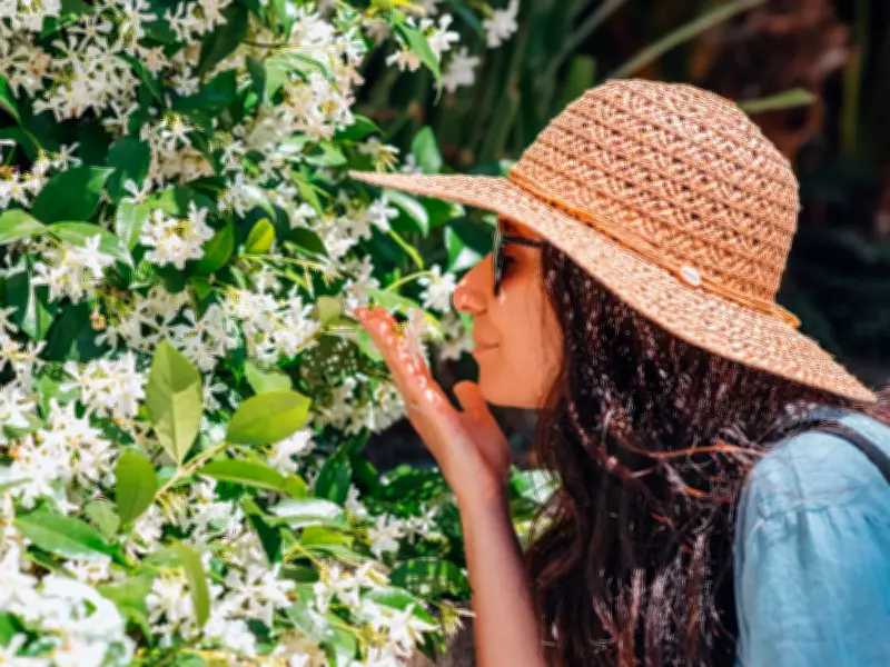 3 Simple Gardening Tasks for Stunning Star Jasmine Blooms in June