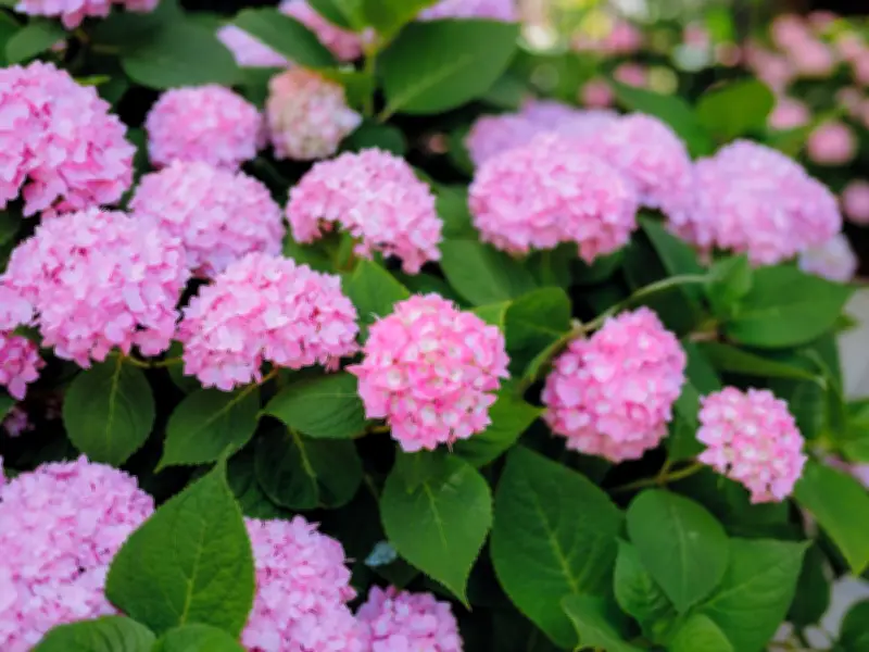 3 Simple Summer Jobs to Keep Hydrangeas Blooming for Months