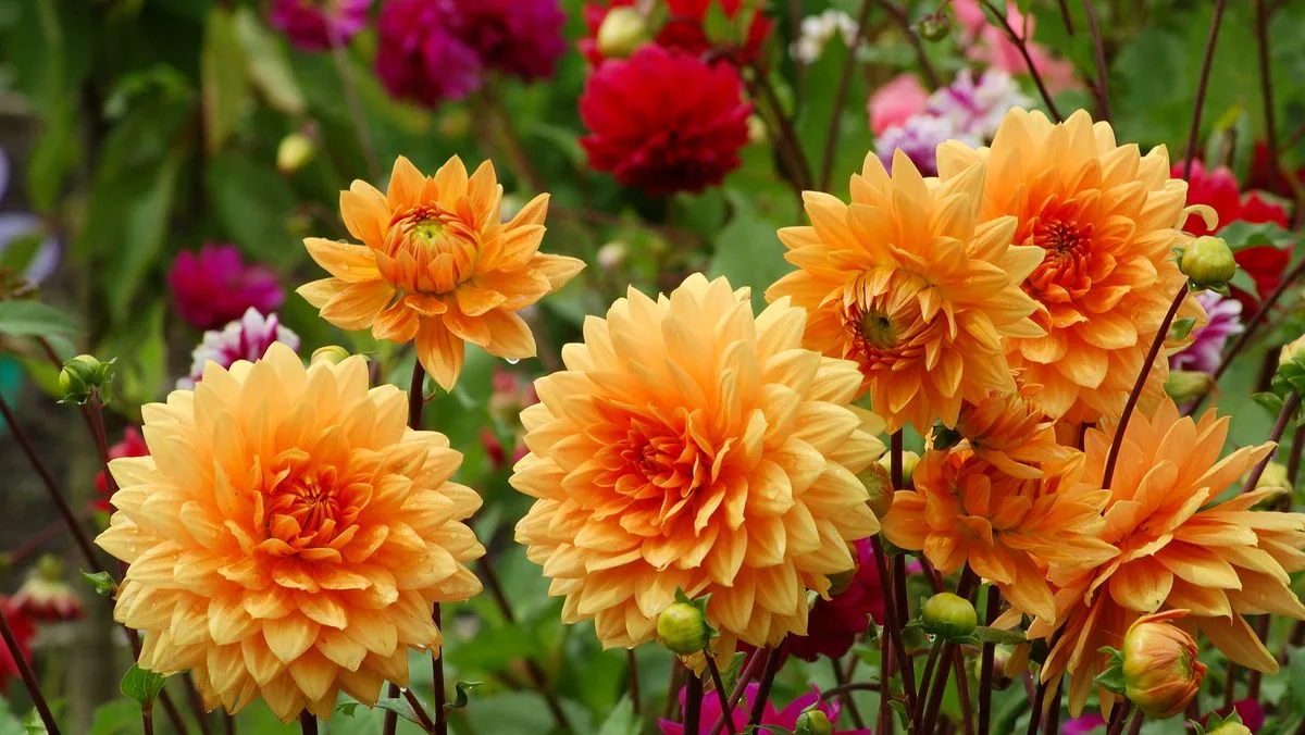 Three Vital Signs for Dahlia Sprouting Now