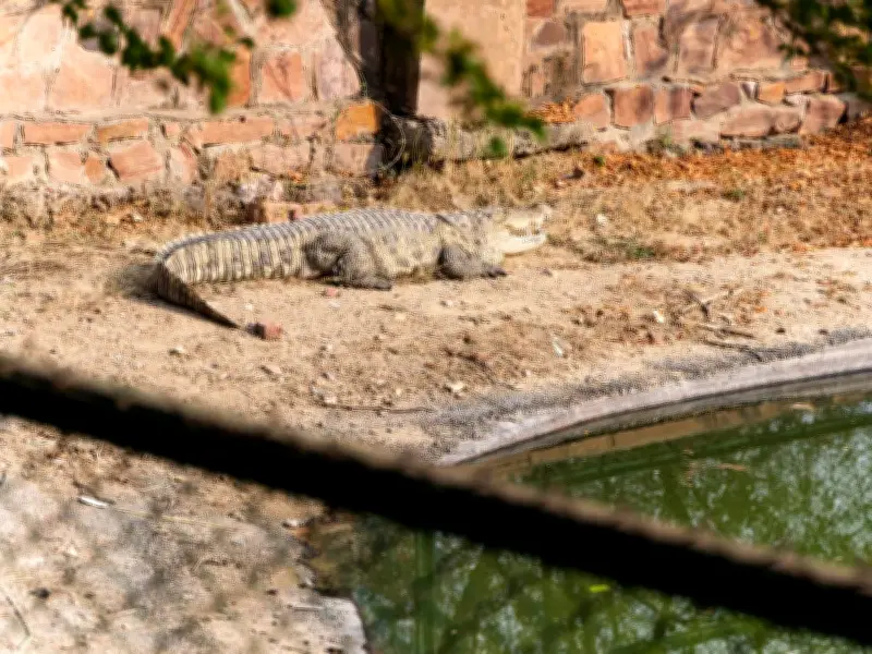3-Year-Old Boy Thrown into Crocodile Enclosure at Johnsons Zoo, Man Arrested