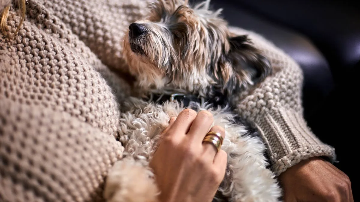 30-Minute Method to Become Your Dog's Favourite Person, Say Experts