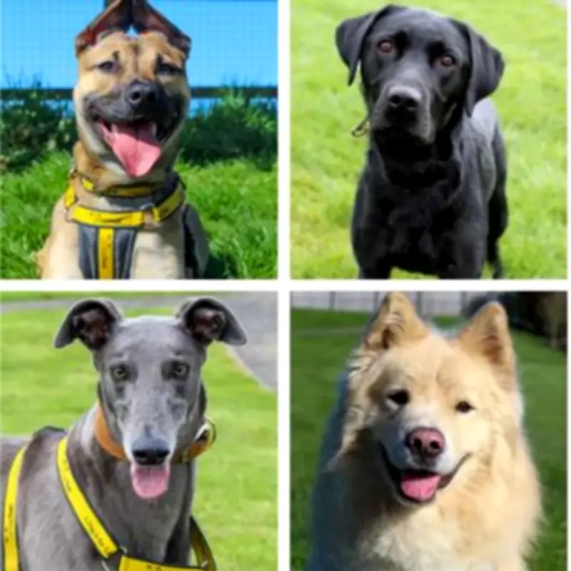 33 Dogs in North East Kennels Search for Loving Forever Homes