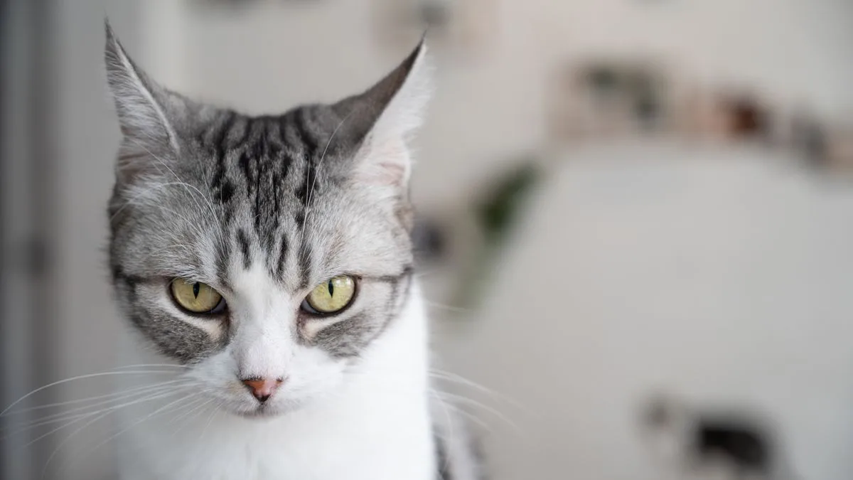 Five Signs Your Cat Loves You, According to TikTok Expert
