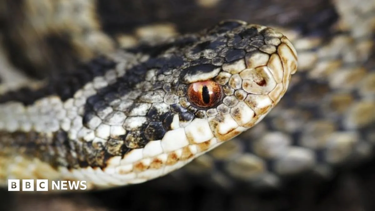 Suspected Adder at Welsh Nursery Was False Alarm