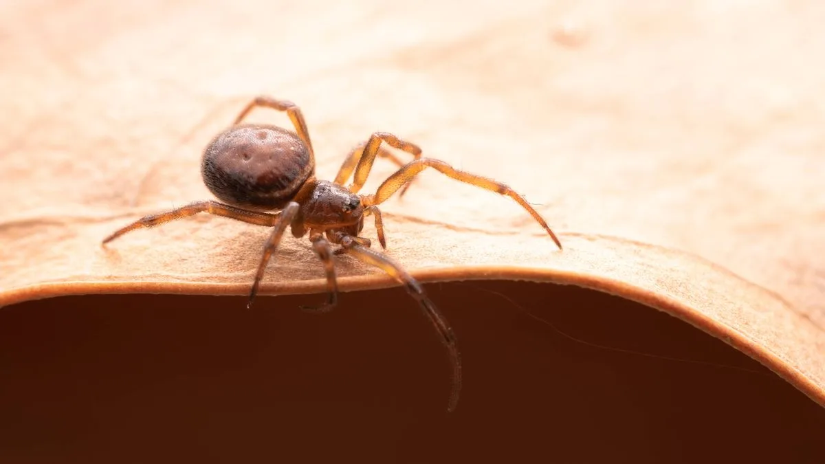 £5 DIY Spider Repellent Mix Goes Viral on Social Media