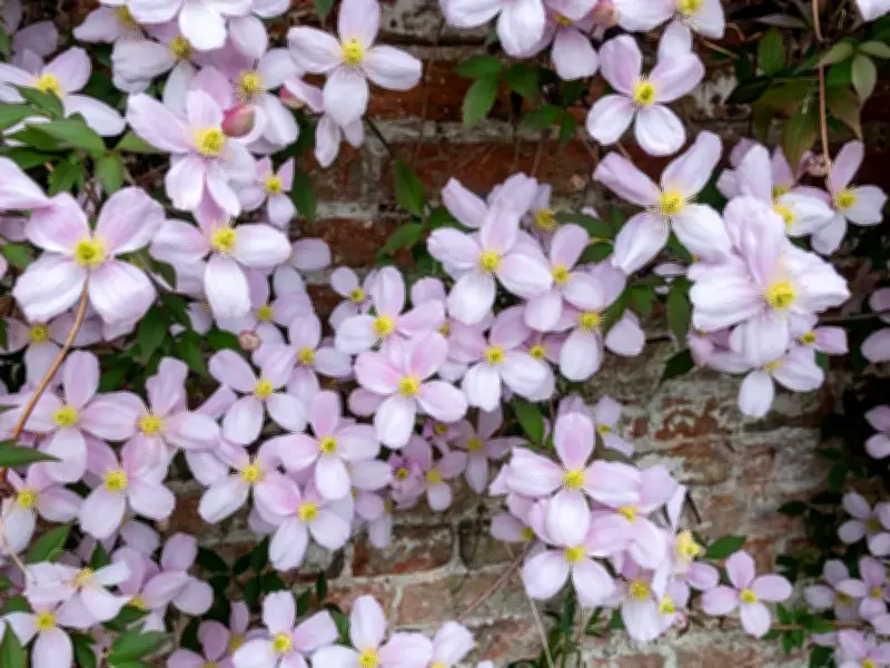 5 Fast-Growing Climbing Plants to Add Charm to Your Front Door