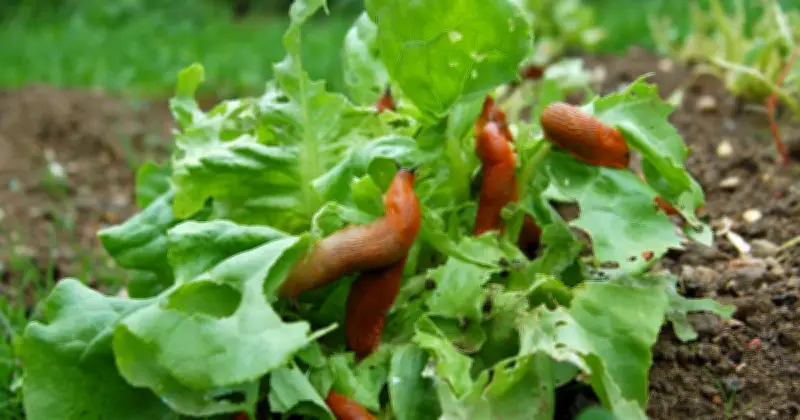 5 Natural Methods to Deter Slugs in Gardens, Experts Say