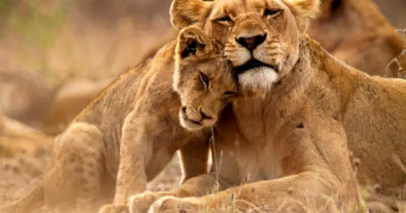 5-Year-Old Boy Snatched by Lion and Mauled to Death in India