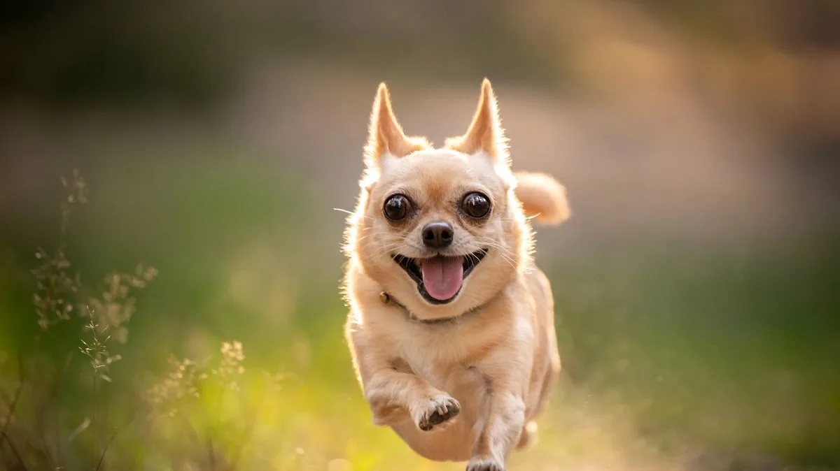 67 Dog Breeds Could Be Banned Under New Health Rules, Campaigners Warn