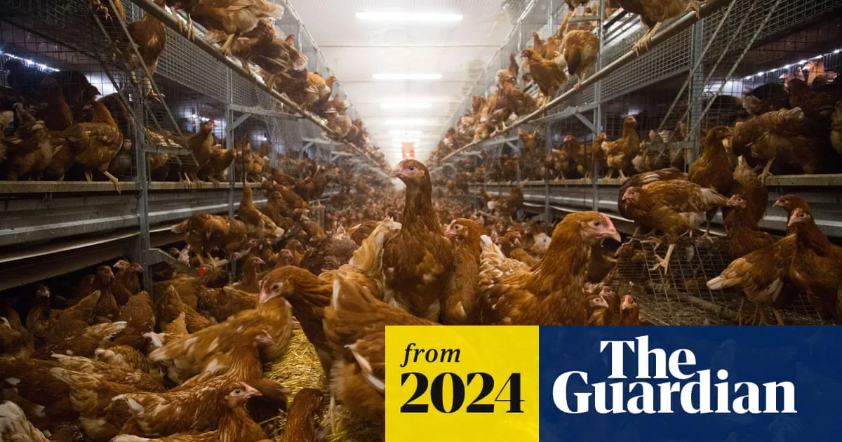 UK’s intensive farming hotspots have 79 times more chickens than people, data shows