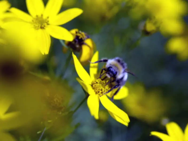 7 Beautiful Flowers to Attract Bees and Butterflies to Your Garden