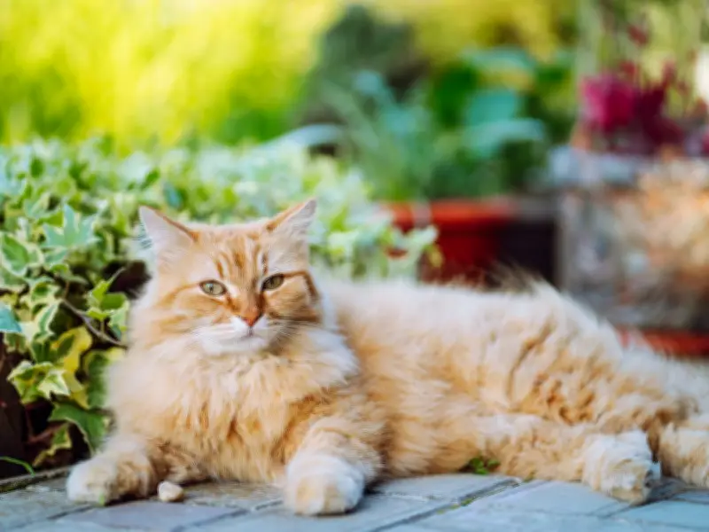 7 Cat Breeds at High Risk of Heatstroke as UK Heatwave Hits