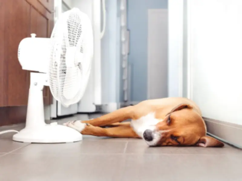 7 Dog Breeds Most at Risk of Heatstroke: UK Owners Urged to Act