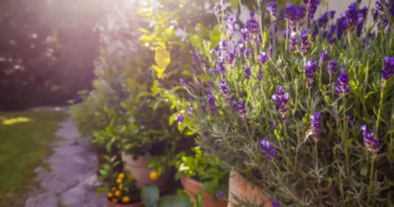 7 Drought-Tolerant Plants for Lively Gardens with Minimal Water