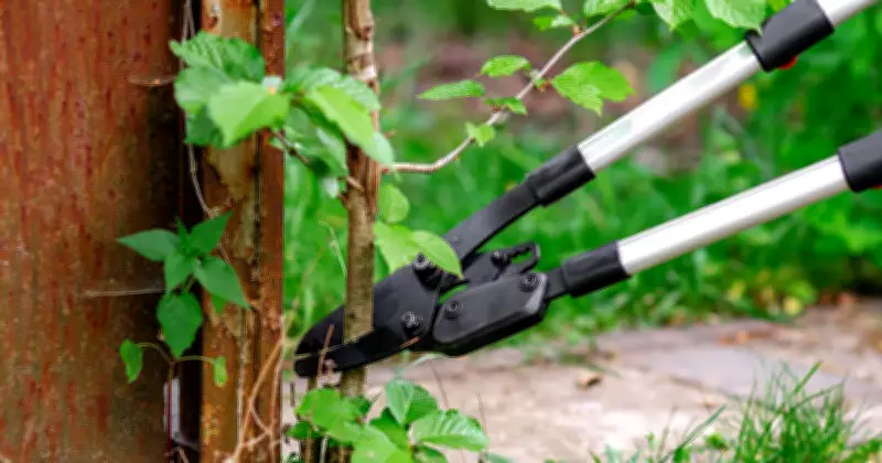 7 Essential June Gardening Jobs: Prune, Weed, Plant for Success