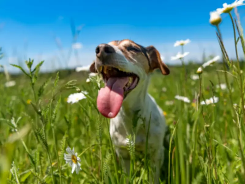 7-Second Test to Check if Pavement Is Too Hot for Your Dog in UK Heatwave