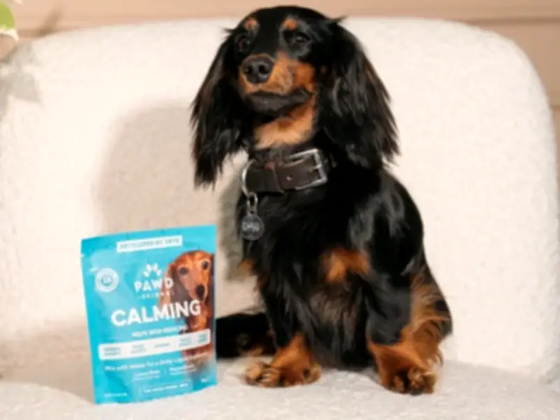 90p a day supplement transforms anxious dog's behaviour, owners say