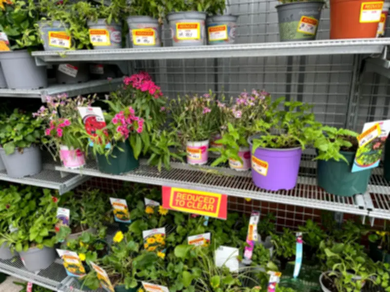 99p Plant at Home Bargains Garden Centre: Bargain Prices Revealed