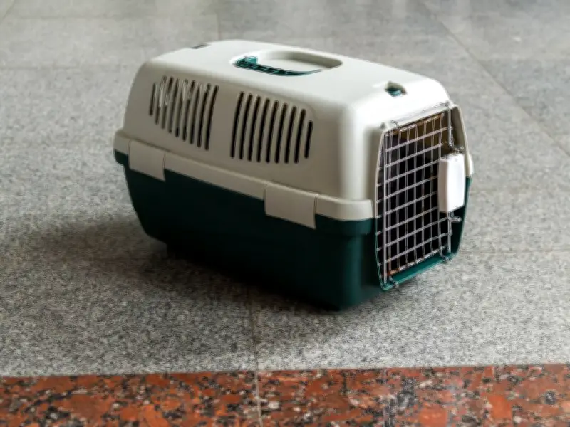 Abandoned Cats with Heartbreaking Note Found Outside Rescue Centre