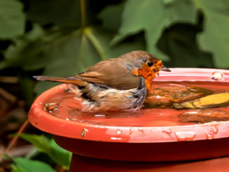 Add Natural Stones to Birdbaths to Attract Robins This Summer