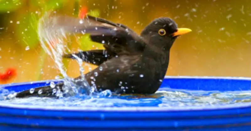Add Pebbles to Birdbath to Attract More Birds This Summer