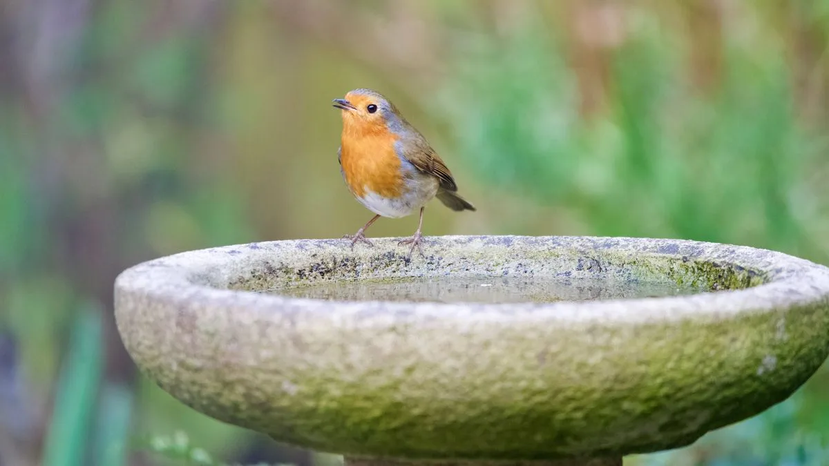 Add Stones to Birdbath to Attract Robins This Spring
