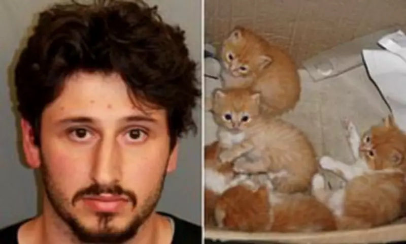 Alabama Man Throws Five Kittens from Car on Highway, Arrested for Cruelty