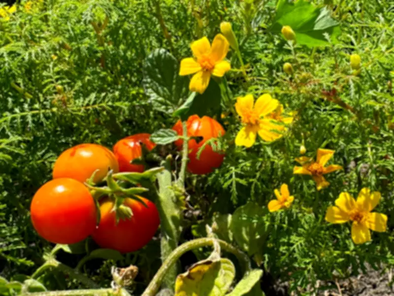 Alan Titchmarsh: Plant Marigolds Near Tomatoes to Deter Pests