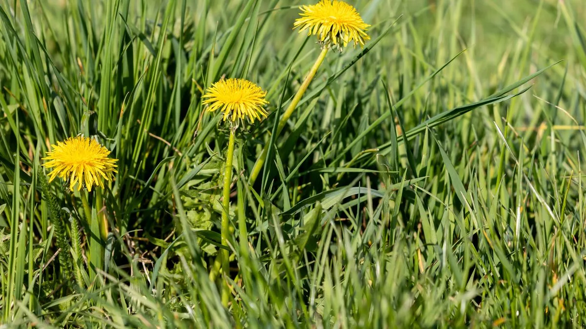 Alan Titchmarsh's June Lawn Care Task for a Weed-Free Garden This Summer