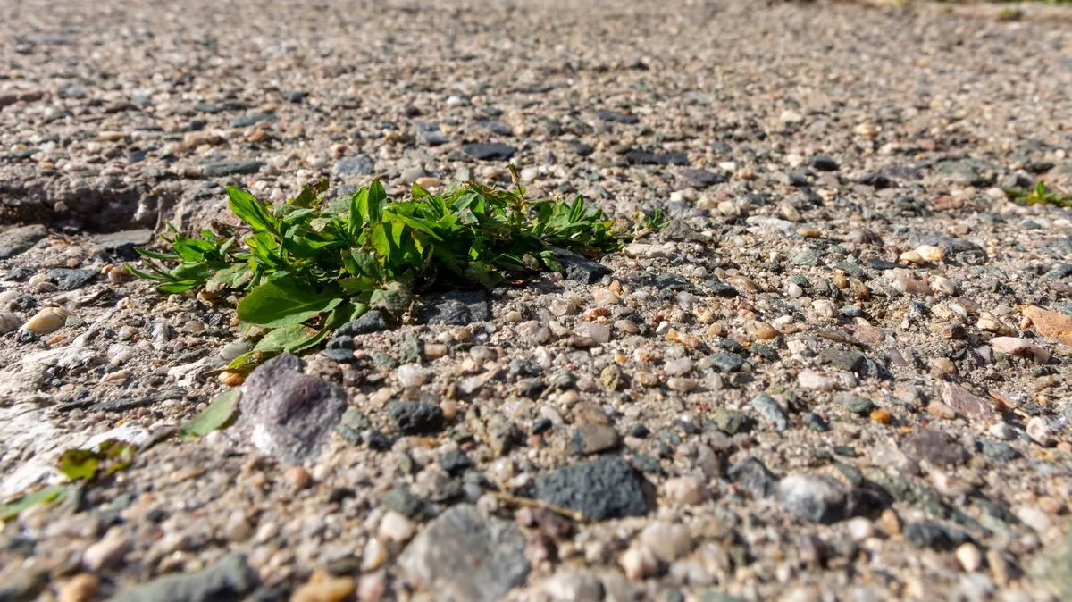 Alan Titchmarsh Shares Chemical-Free Weed Killing Method Using Sunlight
