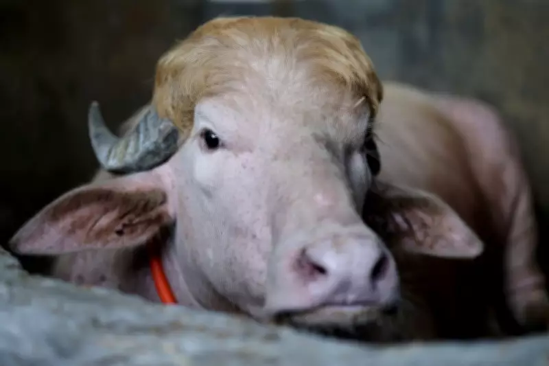 Albino Buffalo Resembling Trump Becomes Star at Bangladesh Zoo