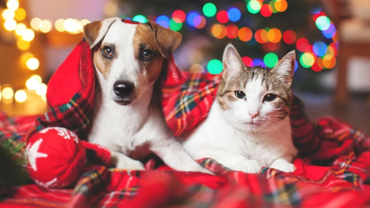 Aldi Launches 2025 Christmas Jumpers With Pet Outfits