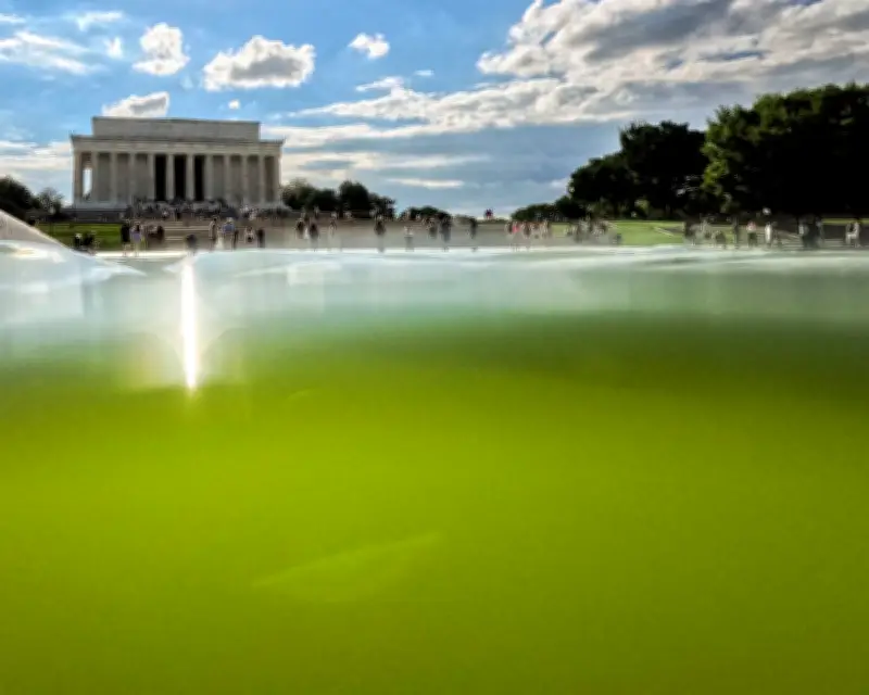 Algae Foils Trump's $14.2m Plan for Lincoln Memorial Reflecting Pool