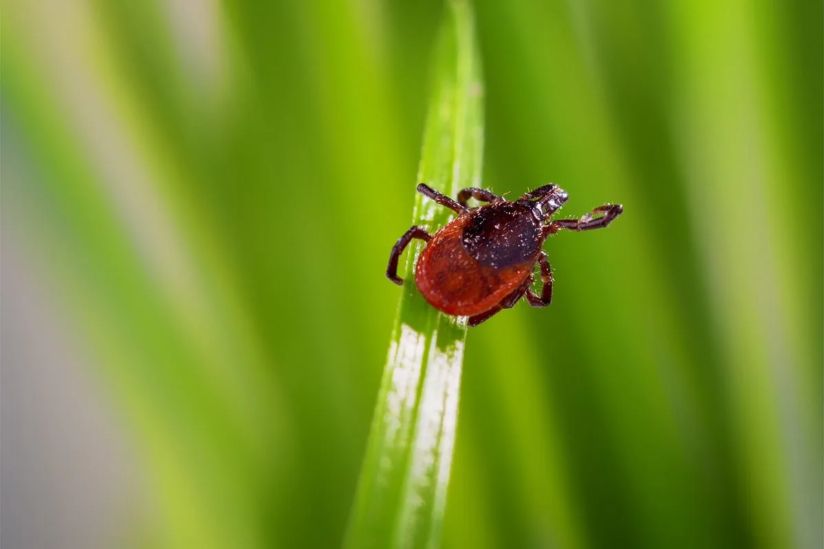 Alpha-Gal Syndrome: Tick-Borne Meat Allergy on the Rise in US