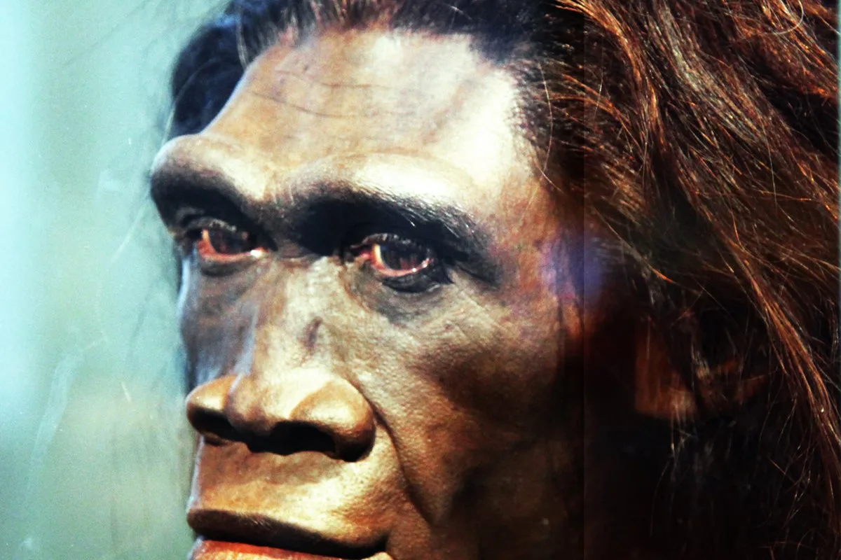 Ancient Teeth Reveal Early Human Interbreeding with Homo Erectus