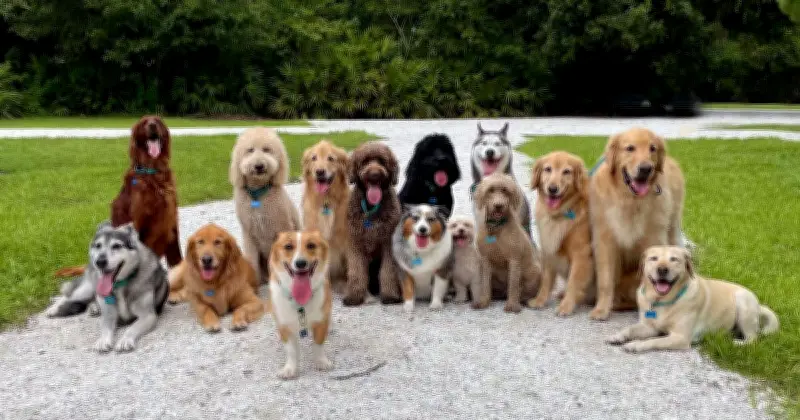 Animal Expert Reveals the Fussiest Dog Breed for Picky Eating