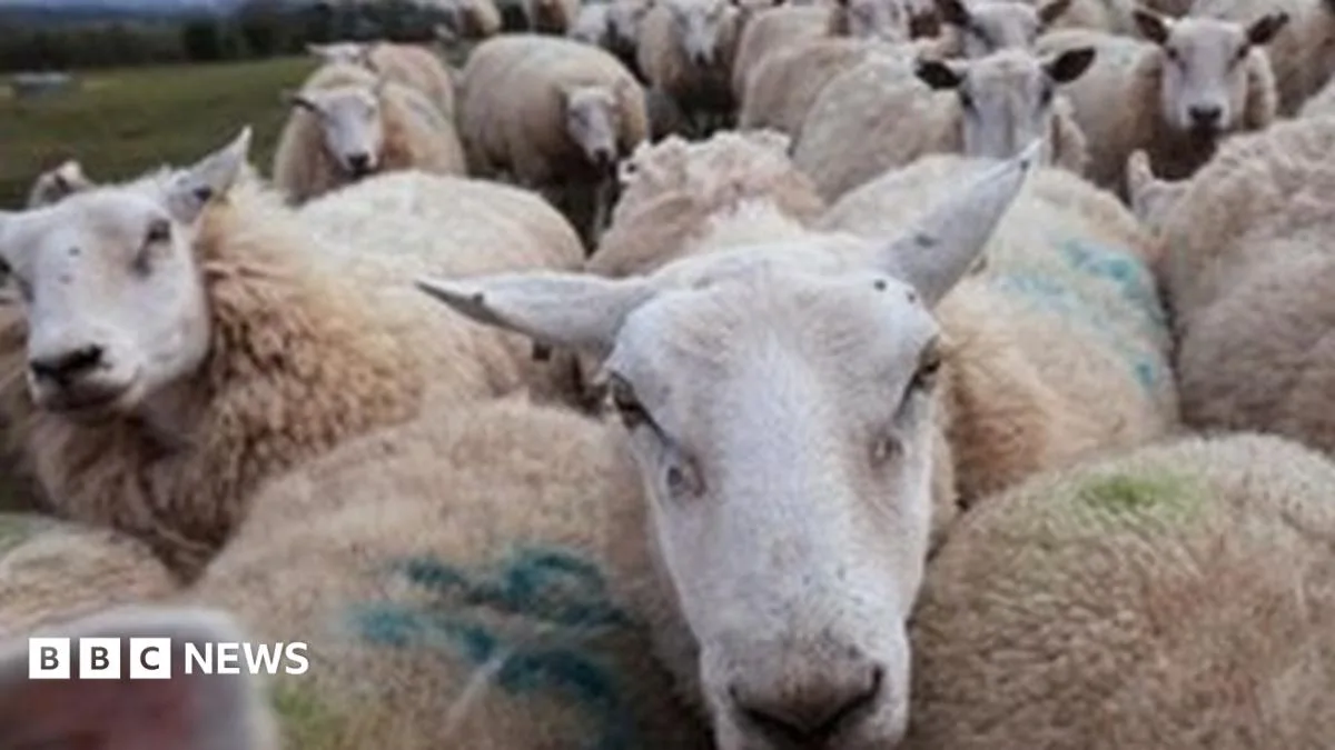 Welsh food producers diversify to add value and boost economy