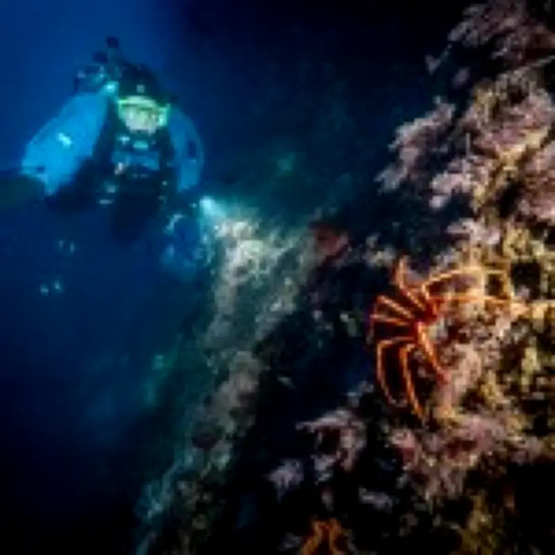 Antarctic Sea Squirt Could Hold Key to Curing Skin Cancer