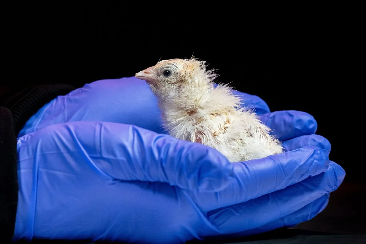 Artificial Eggshell Breakthrough Brings Moa Revival Closer, Say Scientists