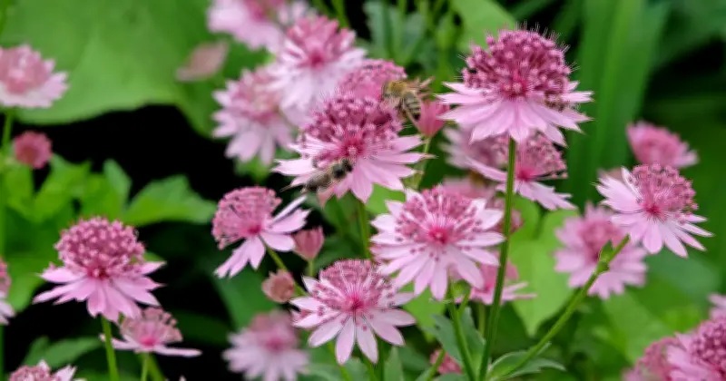 Astrantia Major: Easy-Care Perennial Blooms All Summer, Says Surrey Gardener